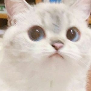 英魂之刃玉帝猴子精卫