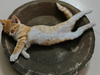 阴阳师【60级】回归号，到现在没登过