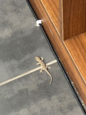 地铁跑酷【30级】超多钥匙金币，全衣服和各种装饰