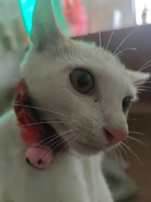 传说对决（外服）小猫购买可寄过来，赠台服号
